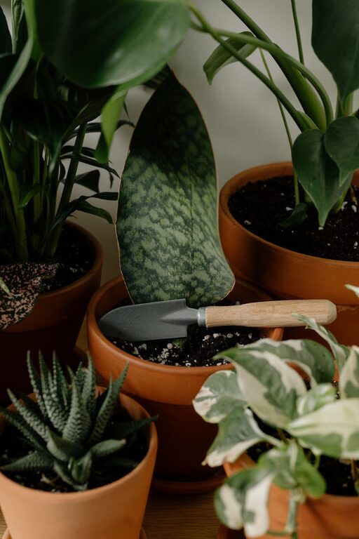 Tips for Keeping Houseplants Healthy and Thriving